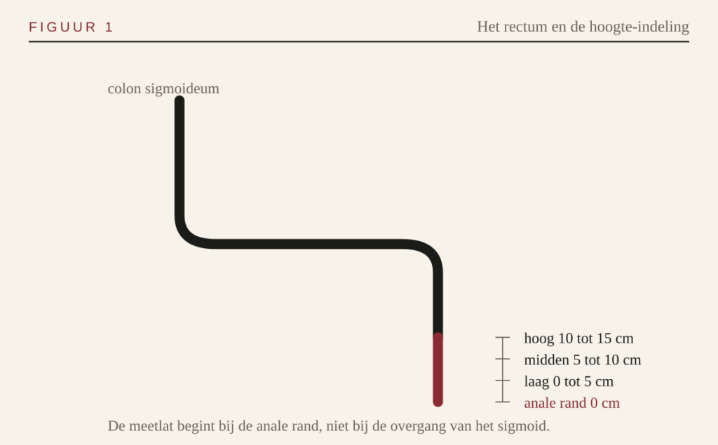 Schema van het rectum met de hoogte-indeling
